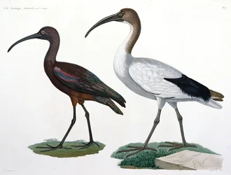Ibises, a „Description de l